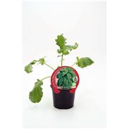 Col Kale M-10,5 Brassica acephala - 02025134 (1)