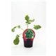 Col Kale M-10,5 Brassica acephala - 02025134 (1)