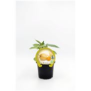 Physalis M-10,5 Physalis peruviana - 02025123 (1)