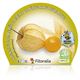 Physalis M-10,5 Physalis peruviana - 02025123 (2)