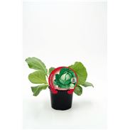 Col Redonda Lisa M-10,5 Brassica oleracea var. capitata - 02025100 (1)