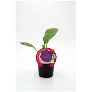 Coliflor Morada M-10,5 Brassica oleracea var. botrytis - 02025101 (1)