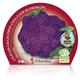 Coliflor Morada M-10,5 Brassica oleracea var. botrytis - 02025101 (2)