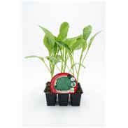 Pack Brócoli 6 Ud. Brassica oleracea var. italica - 02031035 (1)