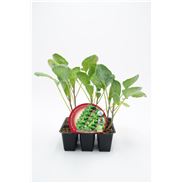 Pack Col Bruselas 6 Ud. Brassica oleracea var. gemmifera - 02031036 (1)