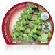 Pack Col Bruselas 6 Ud. Brassica oleracea var. gemmifera - 02031036 (2)