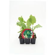 Pack Col Corazón de Buey 6 Ud. Brassica oleracea var. capitata - 02031037 (1)