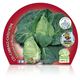 Pack Col Corazón de Buey 6 Ud. Brassica oleracea var. capitata - 02031037 (2)