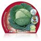 Pack Col Milán 6 Ud. Brassica oleracea var. capitata - 02031038 (2)