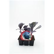 Pack Col Lombarda 6 Ud. Brassica oleracea var. capitata - 02031040 (1)