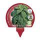 Pack Col Lombarda 6 Ud. Brassica oleracea var. capitata - 02031040 (3)