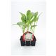 Pack Coliflor Blanca 6 Ud. Brassica oleracea var. botrytis