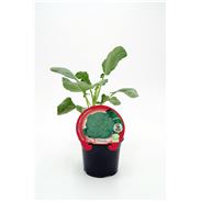 Brócoli M-10,5 Brassica oleracea var. italica - 02025050 (1)