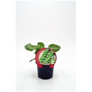 Col Bruselas M-10,5 Brassica oleracea var. gemmifera - 02025051 (1)