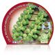 Col Bruselas M-10,5 Brassica oleracea var. gemmifera - 02025051 (2)