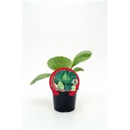 Col Corazón de Buey M-10,5 Brassica oleracea var. capitata - 02025052 (1)