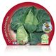 Col Corazón de Buey M-10,5 Brassica oleracea var. capitata - 02025052 (2)