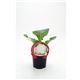 Coliflor Blanca M-10,5 Brassica oleracea var. botrytis - 02025055 (1)
