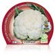 Coliflor Blanca M-10,5 Brassica oleracea var. botrytis - 02025055 (2)