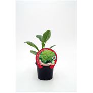 Coliflor Verde M-10,5 Brassica oleracea var. botrytis - 02025056 (1)