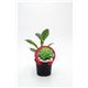 Coliflor Verde M-10,5 Brassica oleracea var. botrytis - 02025056 (1)