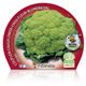 Coliflor Verde M-10,5 Brassica oleracea var. botrytis - 02025056 (2)
