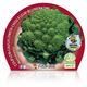 Coliflor Romanesco M-10,5 Brassica oleracea var. botrytis - 02025057 (2)