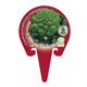 Coliflor Romanesco M-10,5 Brassica oleracea var. botrytis - 02025057 (3)