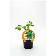 Guisante Mata Baja M-10,5 Pisum sativum - 02025075 (1)