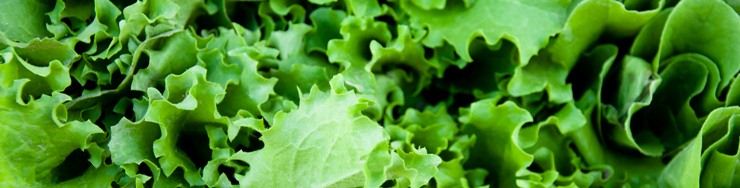 Lechugas, Escarolas y otras ensaladas